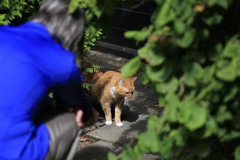 Cecile Grootscholten, rouwtherapeut, knielend buiten en een kat aaiend, verbonden met dieren