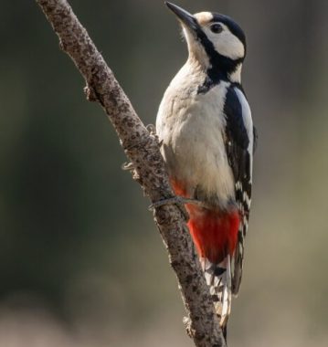 Specht als symbool voor waakzaamheid bij zorgen om een dierbare